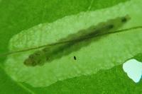 Acrolepia autumnitella