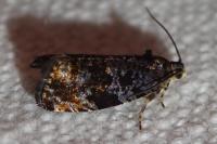 Pristerognatha fuligana