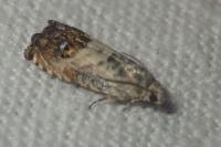 Pammene fasciana