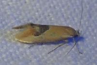 Batia lunaris
