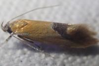 Batia lunaris