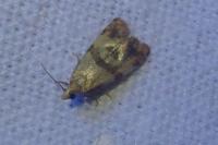 Phalonidia contractana