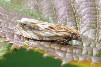 Eucosma gr. cana