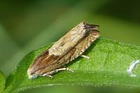 Eucosma gr. cana