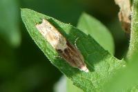 Eucosma gr. cana