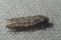 Symmocoides oxybiella