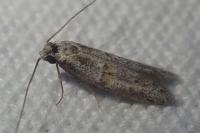 Symmocoides oxybiella