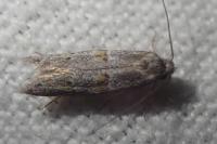 Symmocoides oxybiella
