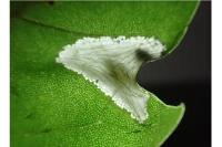 Phyllonorycter platani