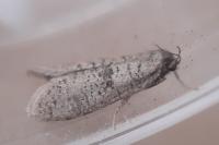 Penestoglossa dardoinella