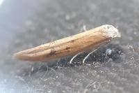 Epidola stigma