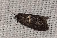 Penestoglossa gallica