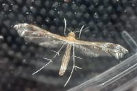 Stangeia siceliota
