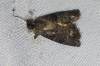 Cydia pomonella