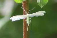 Pterophorus pentadactylus