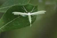 Pterophorus pentadactylus