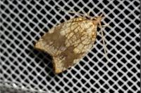 Acleris rhombana