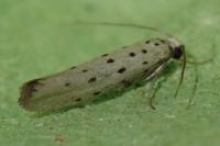 Yponomeuta sedella