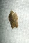 Acleris emargana/effractana