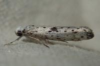 Yponomeuta plumbella