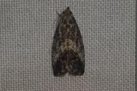 Cydia splendana