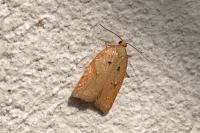 Acleris ferrugana/notana
