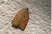 Acleris ferrugana/notana