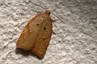 Acleris ferrugana/notana