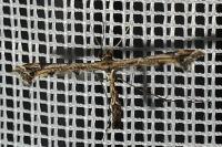Amblyptilia