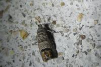 Cydia pomonella