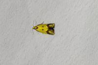 Agapeta zoegana