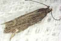 Aroga velocella