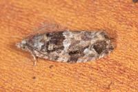 Eudemis profundana