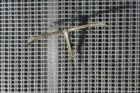 Emmelina monodactyla