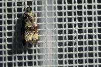 Endothenia gr. gentianaeana