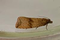 Celypha striana