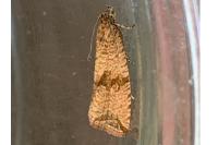Celypha striana