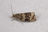Celypha lacunana