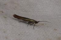 Coleophora