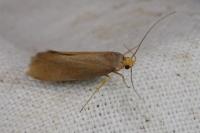 Crassa unitella