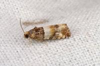 Lobesia bicinctana