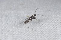 Parectopa ononidis