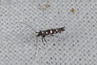 Parectopa ononidis