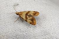 Phalonidia contractana