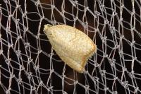Acleris forsskaleana