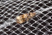 Endothenia