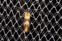 Epicallima bruandella