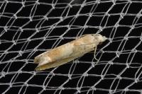 Eucosma conterminana