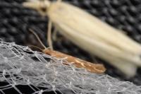 Pyroderces argyrogrammos