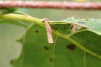 Coleophora milvipennis